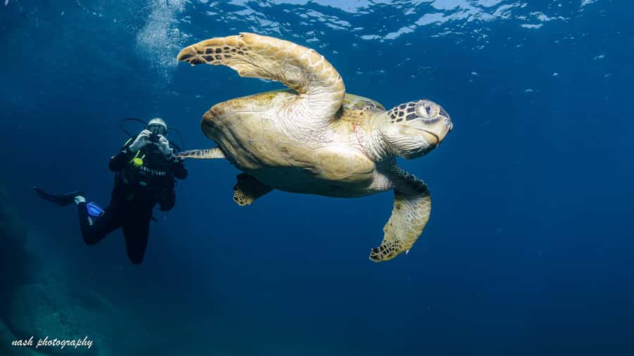Muscat: Daymaniyat Island Scuba Dive 2 locations + BBQ Lunch - Entering the world of Daymaniyat, from Muscat’s Al Mouj Marina