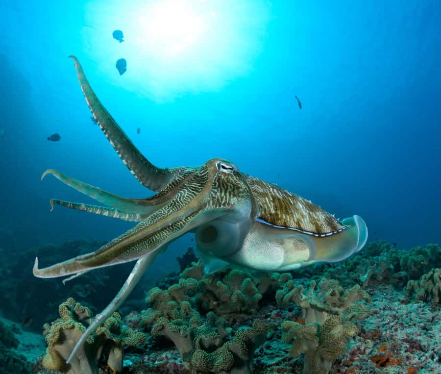Muscat: Daymaniyat Island Scuba Dive 2 locations + BBQ Lunch - The 45-minute speedboat ride, what you should expect onboard
