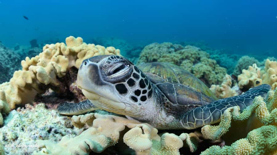 Muscat: Daymaniyat Island Scuba Dive 2 locations + BBQ Lunch - What the wildlife sightings tend to feel like