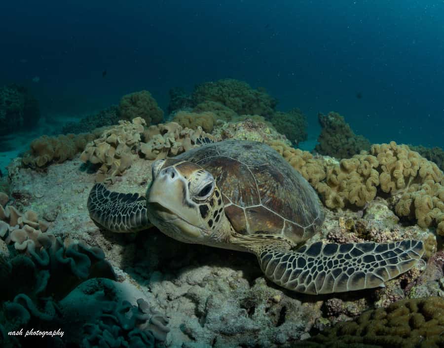 MUSCAT: Daymaniyat Island Snorkeling & Try-Dive + BBQ Lunch - Muscat to Daymaniyat Islands: a clean, focused half-day plan