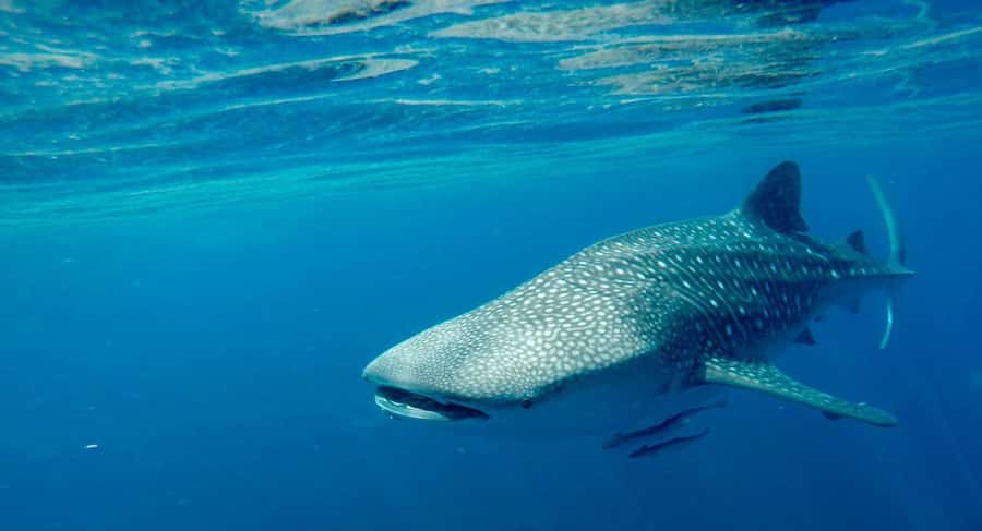 Muscat: Daymaniyat Islands Private Boat Tour with Snorkeling - Cruising for Dolphins First, Plus Fahal Island Fishing