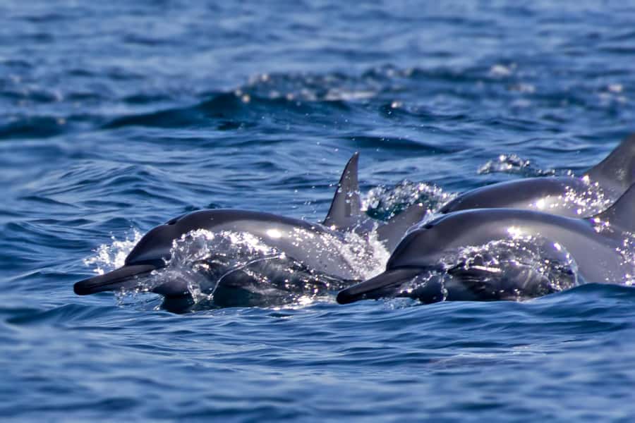 Muscat: Daymaniyat Islands Private Boat Tour with Snorkeling - What To Bring for Comfortable Snorkeling and a Smooth Day