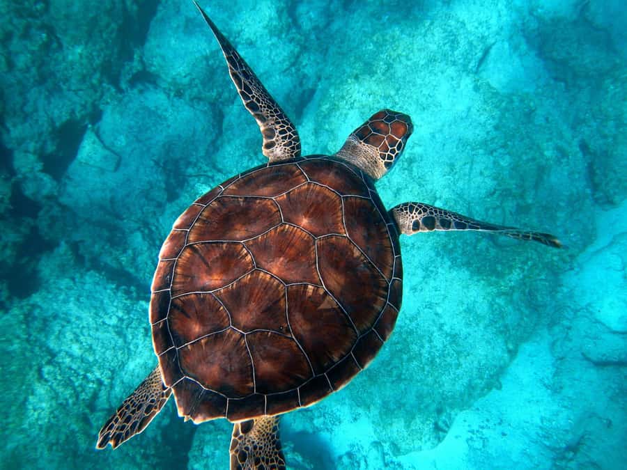 Muscat: Daymaniyat Islands Snorkeling Tour - Daymaniyat Islands snorkeling, timed for real life in Muscat