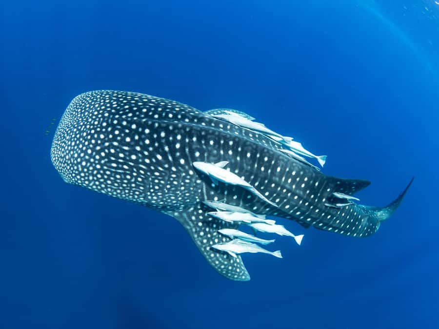 Muscat: Daymaniyat Islands Snorkeling Tour - Snorkel route and stops: reefs, corals, and turtle moments