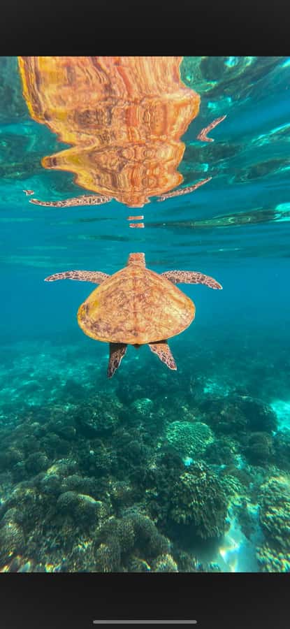 Muscat: Daymaniyat Islands Snorkeling Tour - Gear and comfort: what’s included, and what to bring