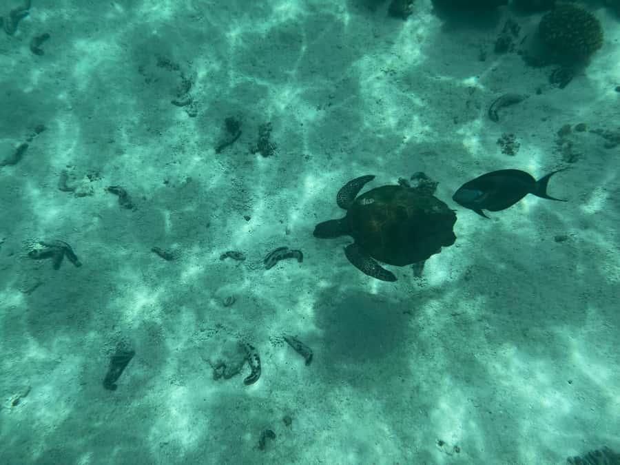 Muscat: Daymaniyat Islands Snorkeling Tour - Food and drinks onboard: the part that makes the day feel easy