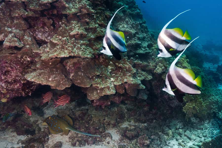 Muscat: Daymaniyat Islands Snorkeling Trip with BBQ Lunch - The catamaran ride: sun deck comfort, real conveniences