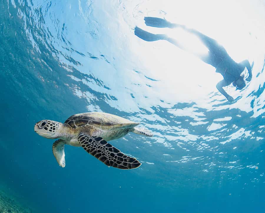 Muscat: Daymaniyat Islands Snorkeling Trip with BBQ Lunch - Marine life: what you can reasonably hope for
