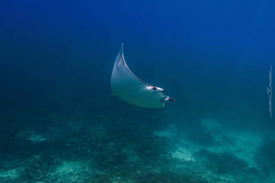 Muscat: Daymaniyat Islands Snorkeling Trip with BBQ Lunch - Group size and what it means for your day