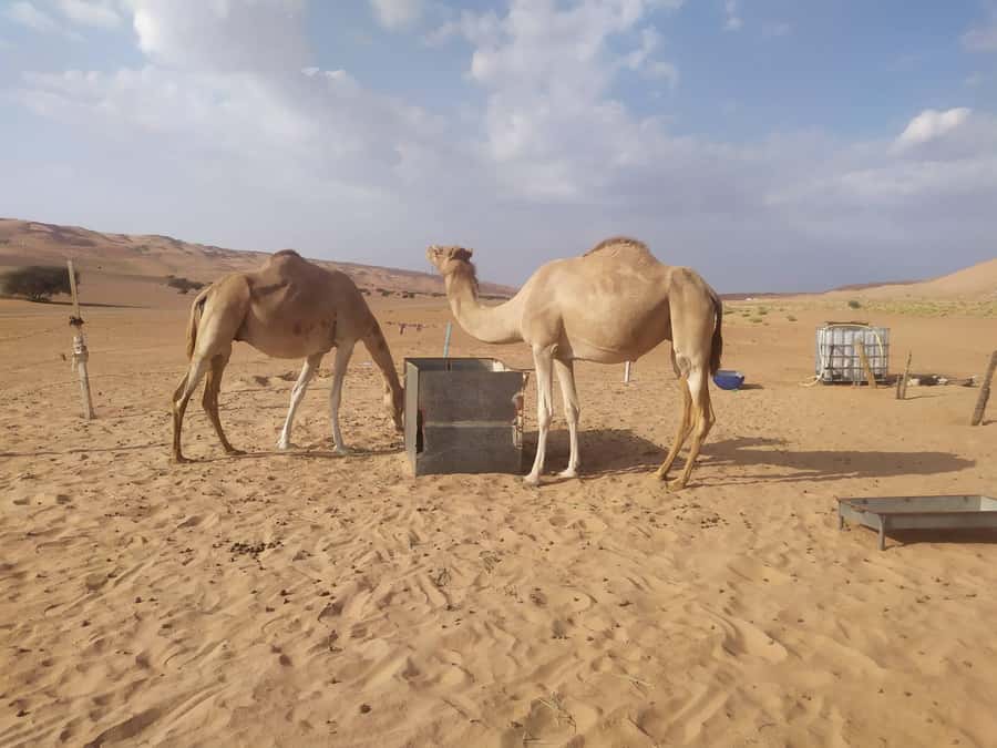 Muscat: Desert & Wadi Bani Khalid Tour with Quad Bike Option - What to bring (and what to avoid) for sand, sun, and water