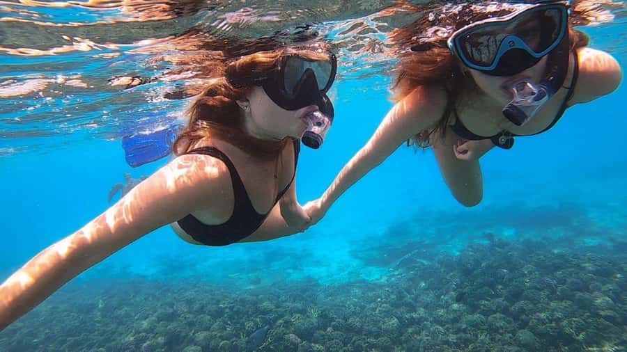 Muscat: Dolphin Watch & Snorkel Excursion - Dolphin watching in Oman: what you might actually see