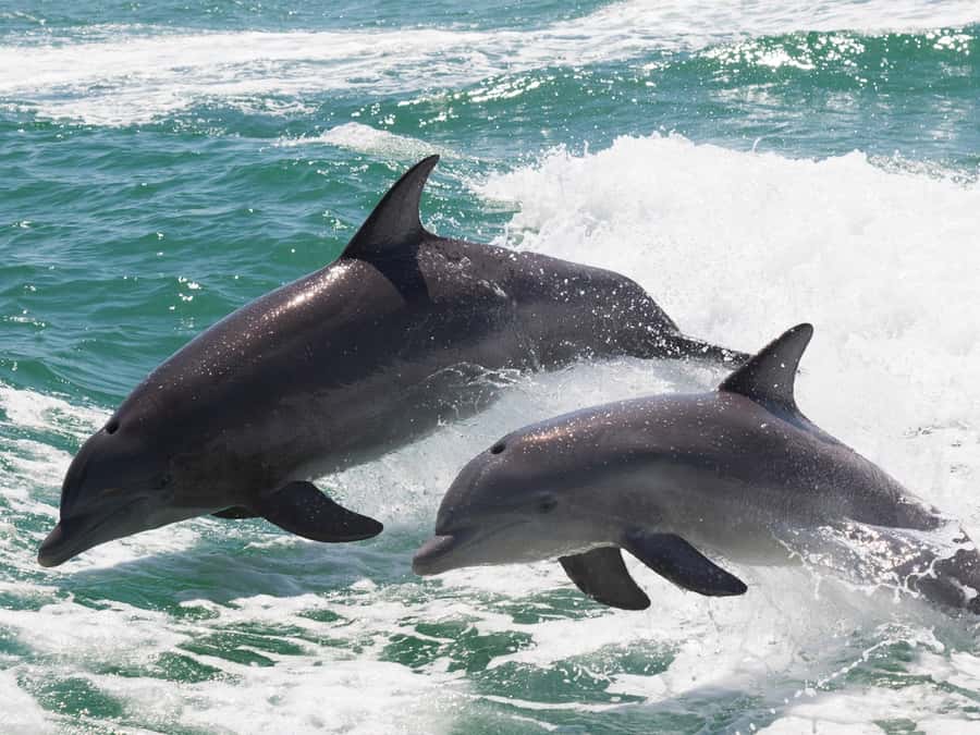 Muscat: Dolphin Watch & Snorkeling - Dolphin Watching Off Bandar Khairan: What You’ll See