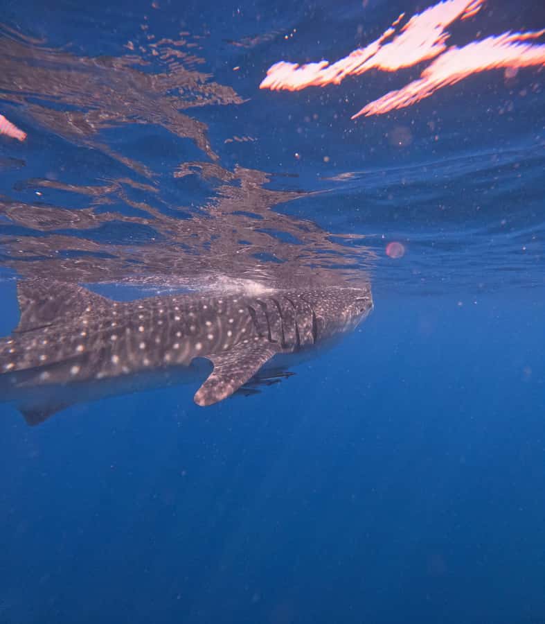 Muscat: Dolphin Watch & Snorkeling - Eco-Conscious Dolphin Viewing: How to Make It Better