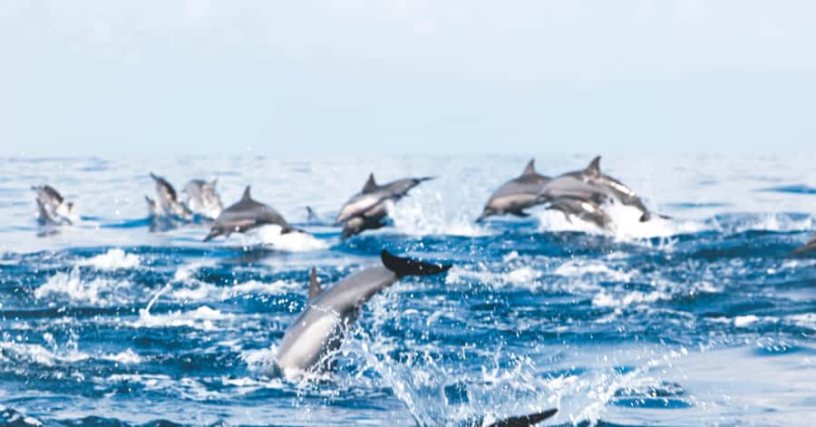 Muscat: Dolphin Watching and Snorkeling Tour - Key things to know before you book