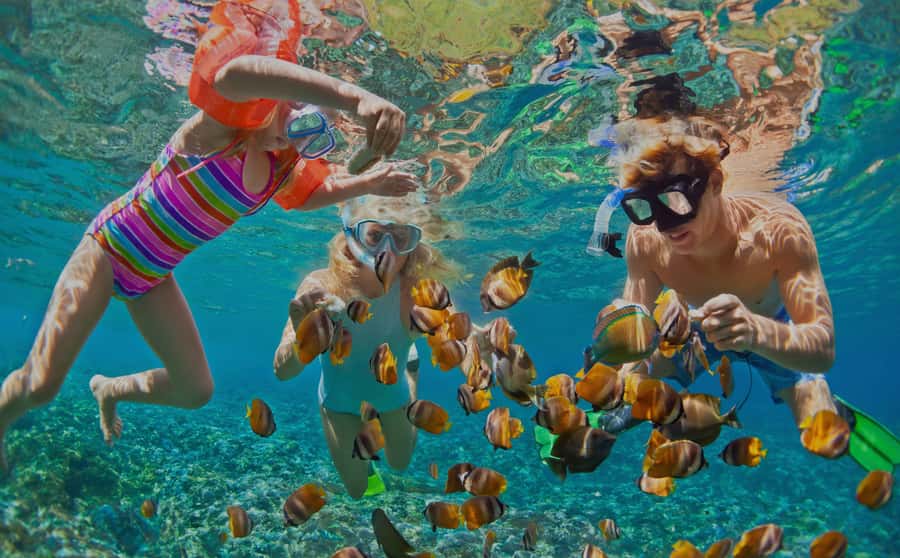 Muscat: Dolphin Watching and Snorkeling Tour - Dolphin watching in Muscat waters, and what to look for