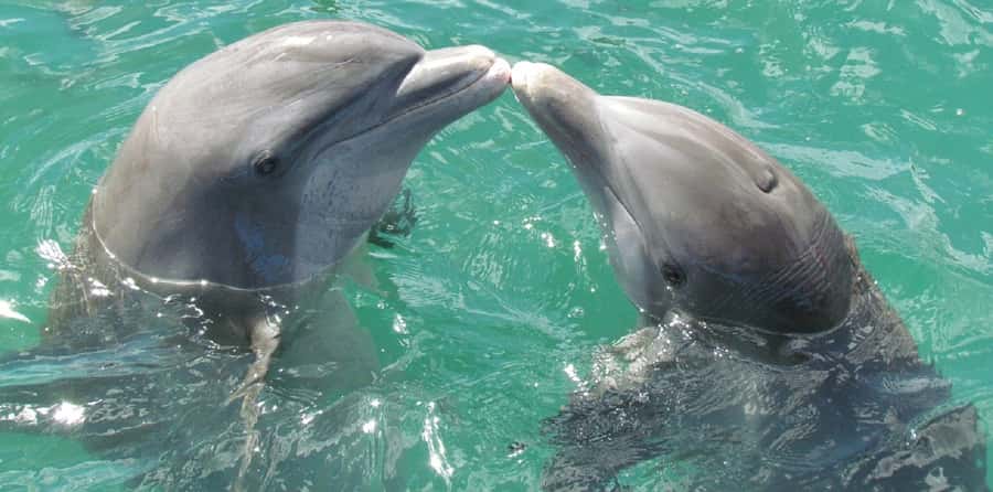 Muscat: Dolphin Watching and Snorkeling Tour - Should you book the Muscat dolphin and snorkeling tour?