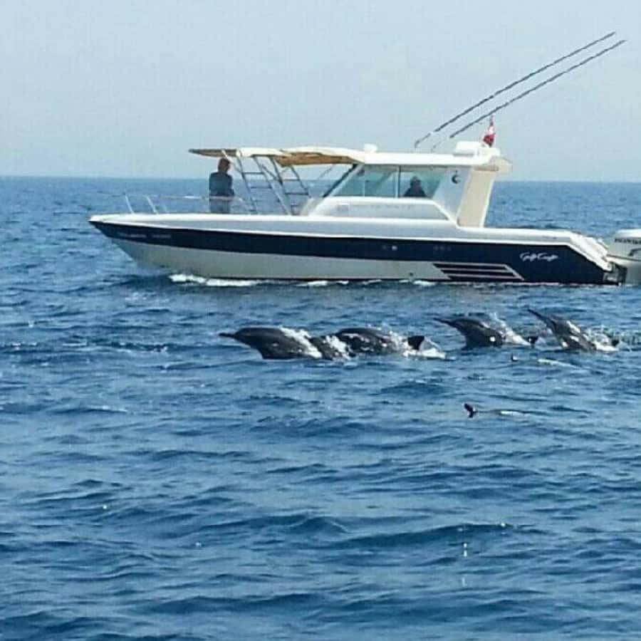 Muscat: Dolphin Watching and Snorkeling Trip - Why this 3-hour Muscat dolphin and snorkeling plan works