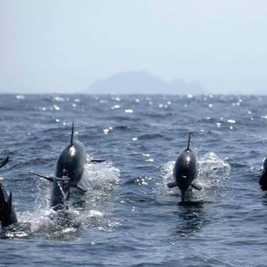 Muscat: Dolphin Watching and Snorkeling Trip - Meeting at Marina Bandar Al Rowdha, then getting on the water