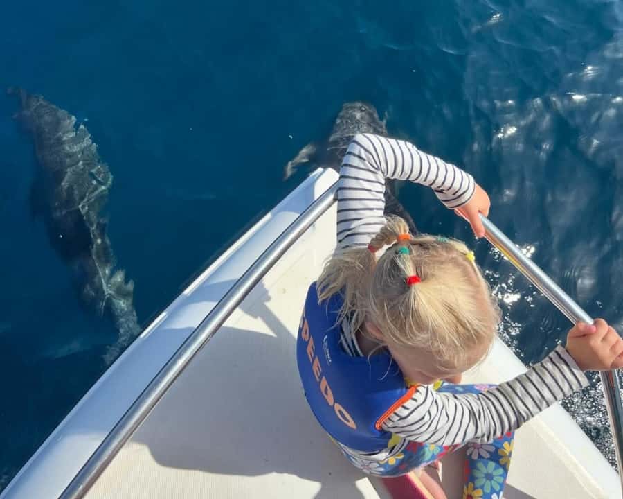 Muscat: Dolphin Watching Boat Amazing Trip - Dolphin Watching in Muscat, What Makes It Feel Worthwhile