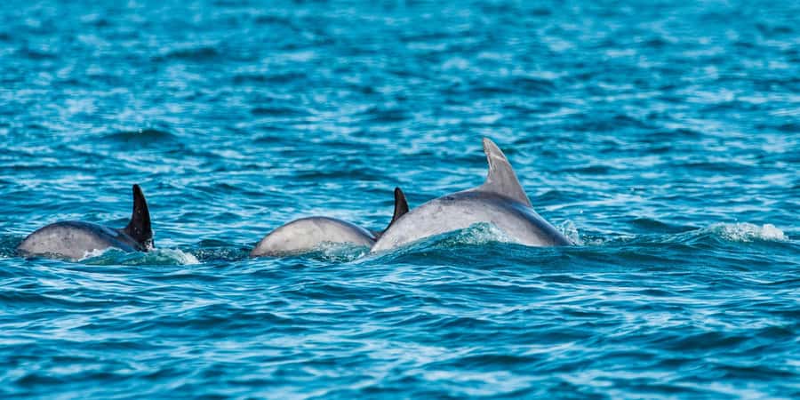 Muscat: Dolphin Watching Boat Amazing Trip - Marina Bandar al Rowdha, Parking, and Pickup Options