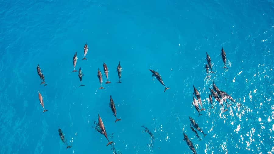 Muscat: Dolphin Watching Boat Amazing Trip - FAQ