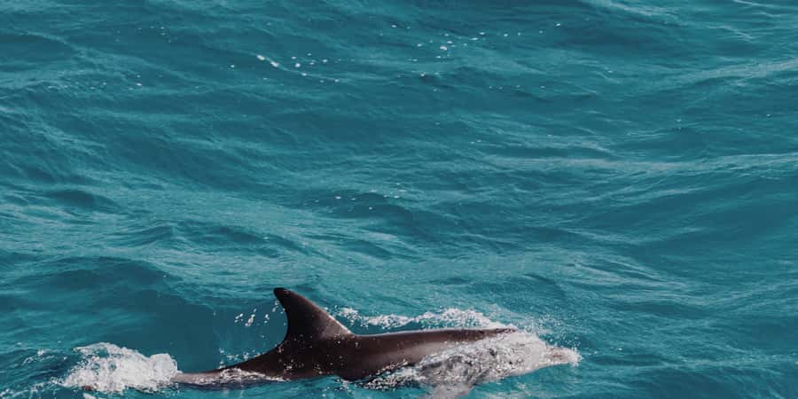 Muscat: Dolphin Watching Boat Tour - Key things to know before you go