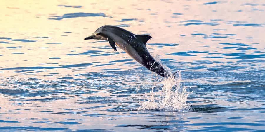 Muscat: Dolphin Watching Boat Tour - Muscat Dolphin Watching, the Best Kind of Short Trip