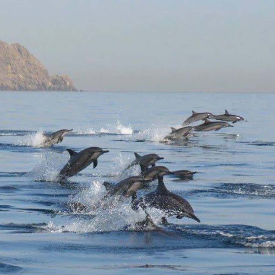 Muscat: Dolphin Watching Boat Trip with Snacks & Local Guide - Setting Sail from Marina Bandar al Rowdha, and Why the Location Matters