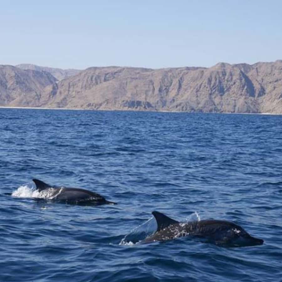 Muscat: Dolphin Watching Boat Trip with Snacks & Local Guide - The Dolphin Search: What You Can Expect in 2 Hours (and What You Can’t Control)