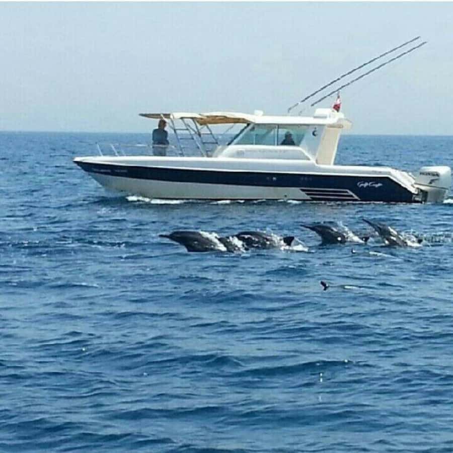 Muscat: Dolphin Watching Boat Trip with Snacks & Local Guide - Where to Sit: Get Better Views Without Overthinking It