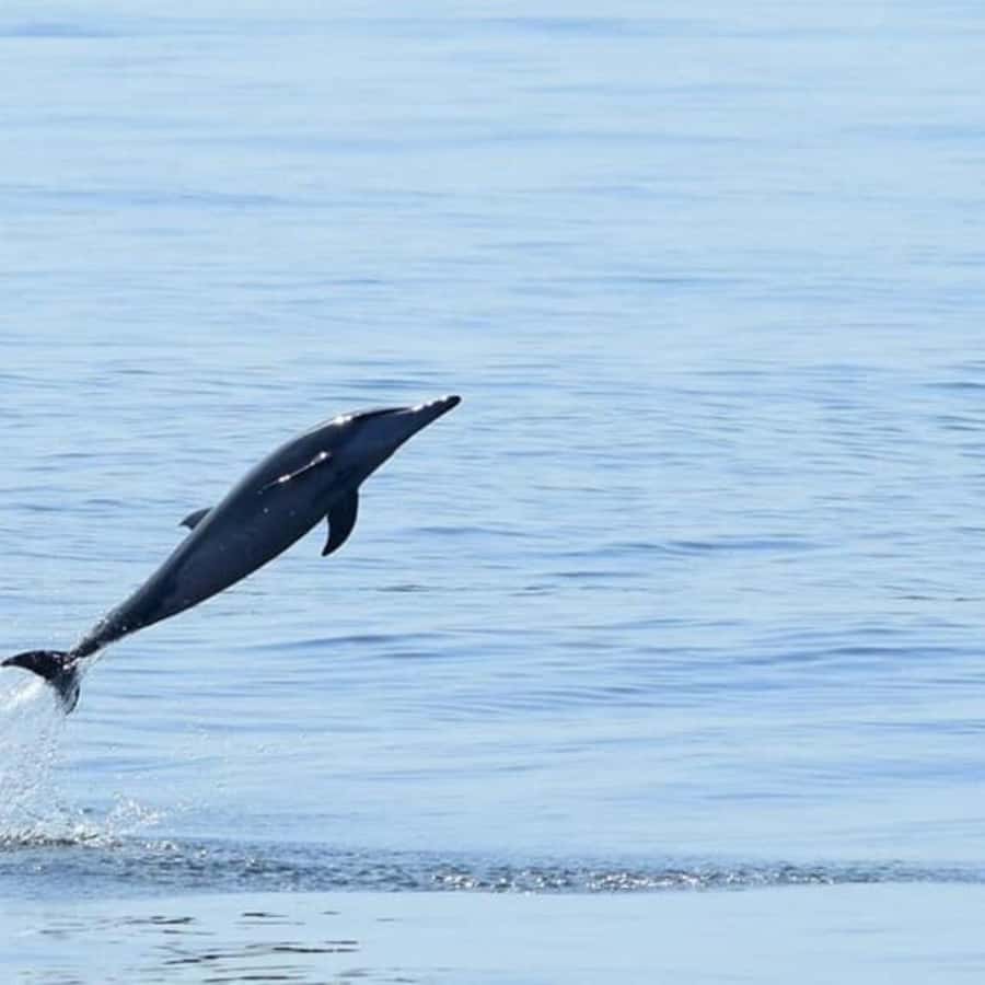 Muscat: Dolphin Watching Boat Trip with Snacks & Local Guide - What Not to Bring: Onboard Rules That Affect Your Day