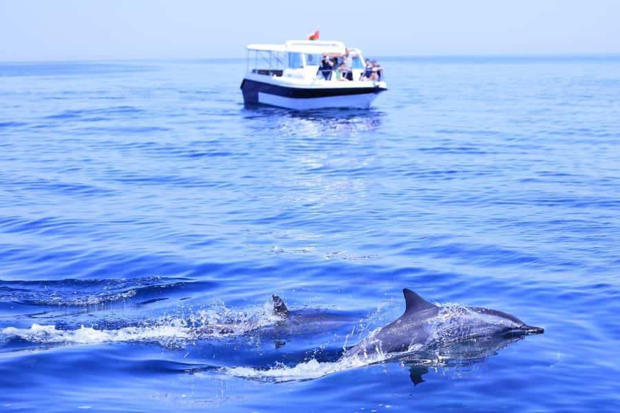 Muscat Dolphin Watching & Coastal Sightseeing Tour - From the Van to the Speedboat: What the Itinerary Feels Like