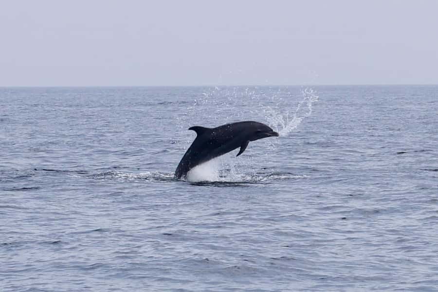 Muscat Dolphin Watching & Coastal Sightseeing Tour - When Dolphins Show Up Fast, and When They Don’t
