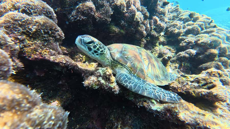 Muscat Oman: Snorkeling adventure to Daymaniyat Island - Speedboat comfort and the crew’s control