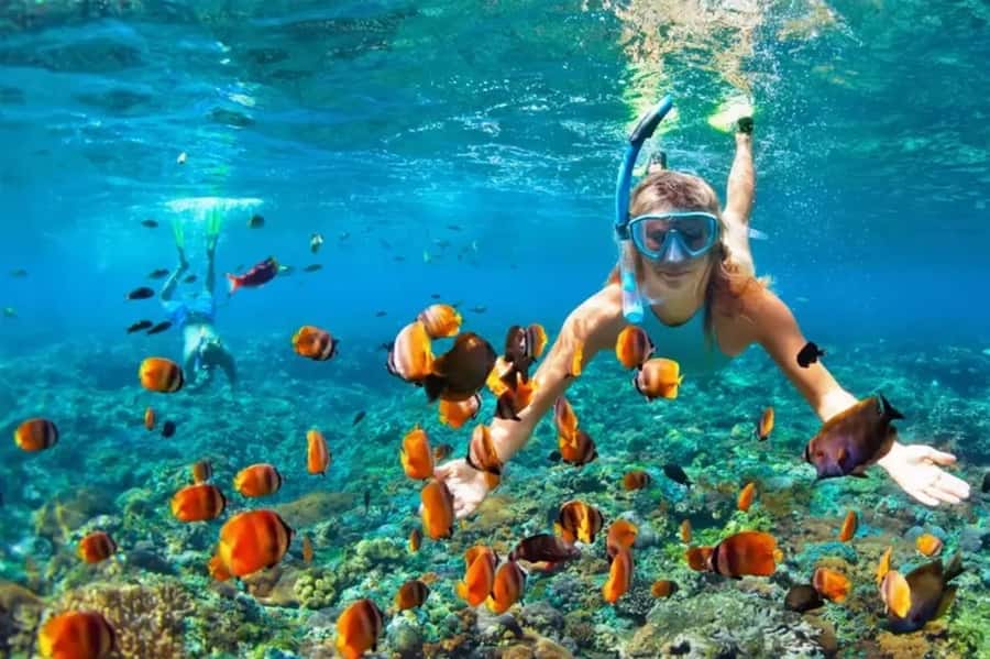 Muscat: Snorkeling and Dolphin Watching Tour - A Half-Day Sea Escape out of Marina Bandar al Rowdha