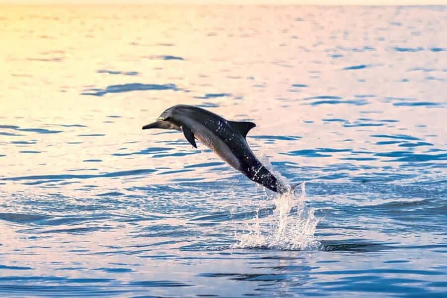 Muscat: Snorkeling and Dolphin Watching Tour - Getting to the water: the 30-minute coach transfer