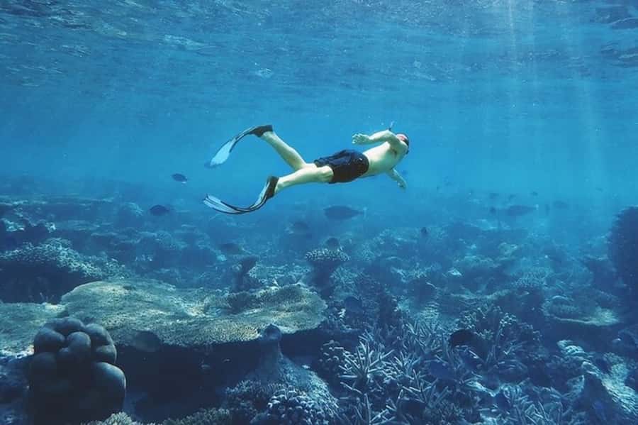 Muscat: Snorkeling and Dolphin Watching Tour - Where this tour fits best in your Muscat day plan