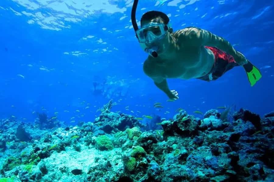 Muscat: Snorkeling and Dolphin Watching Tour - Should you book Nobles Marine for dolphin watching and snorkeling?