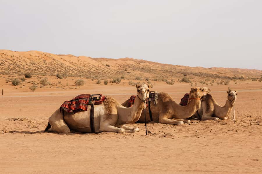 Muscat: Wadi Bani Khalid Oasis & Oman Desert Tour - What to Bring: The Small List That Saves Your Day