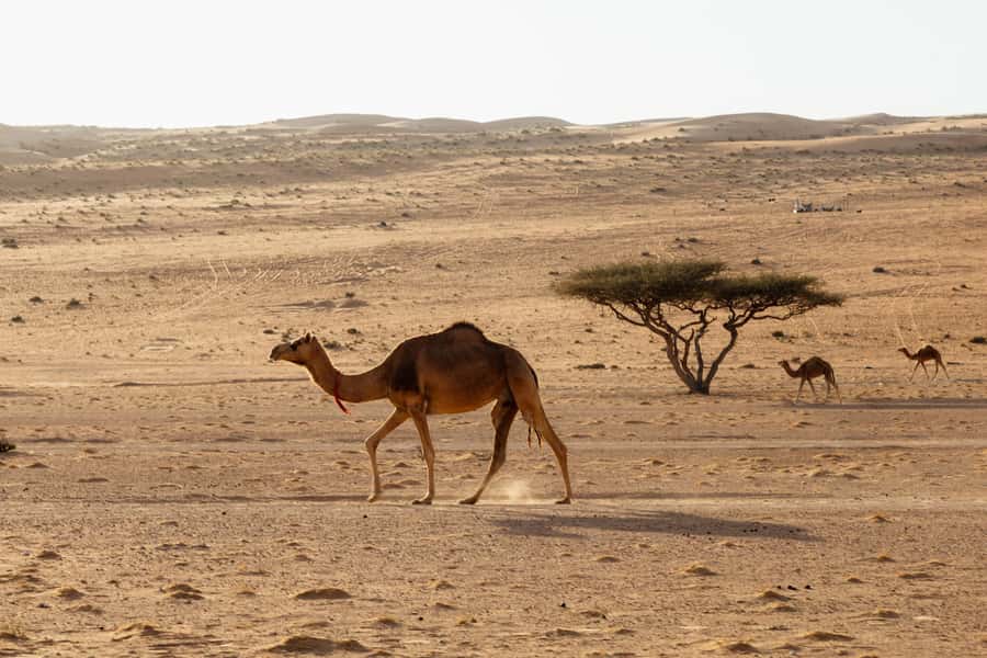 Muscat: Wadi Bani Khalid Oasis & Oman Desert Tour - $130 Value Check: What You Get for the Money