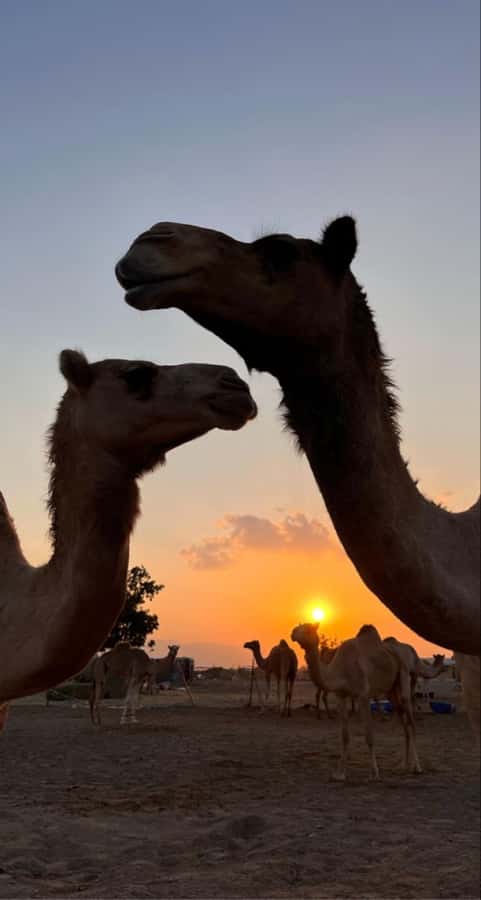 Muscat: Wadi Bani Khalid & Sunset at Wahiba Sands - Bidiyah desert sunset: Bedouin-life moments and desert photos