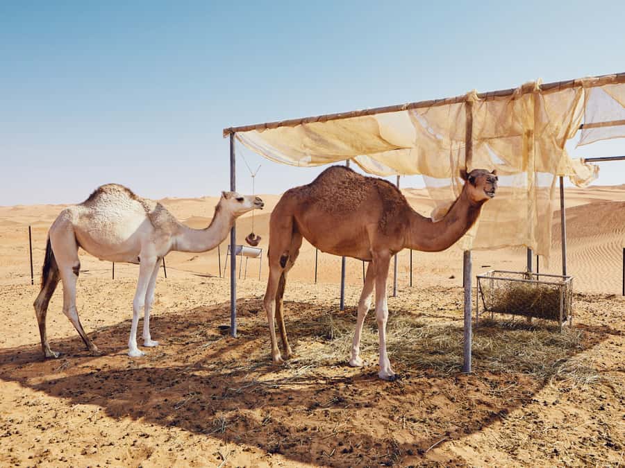 Muscat: Wahiba Sands Desert Sunset Tour with Dinner - Dune bashing in a 4x4, what you are really signing up for