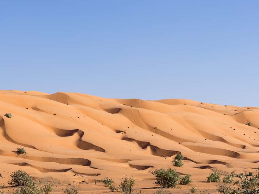 Muscat: Wahiba Sands Desert Sunset Tour with Dinner - Price and value: is $225 fair for this specific day?