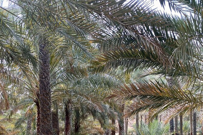Old Nizwa authentic walks - Who should book this walking tour, and who might not love it