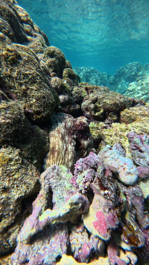 Oman: Daymaniyat Islands Visit and Snorkeling - What to bring (so the day stays fun, not annoying)