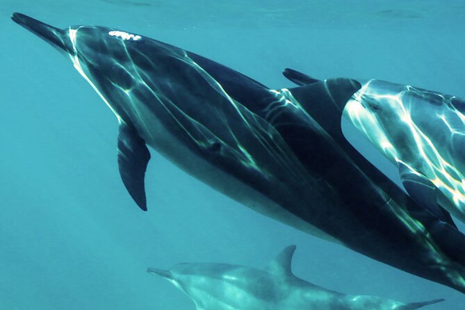 Oman Dolphin Watching Tours - Key points before you go