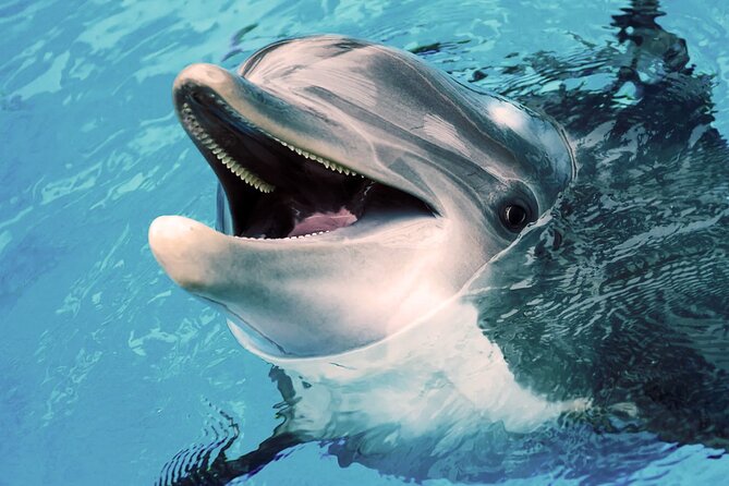 Oman Dolphin Watching Tours - Included extras that make the ride feel worth $52.31