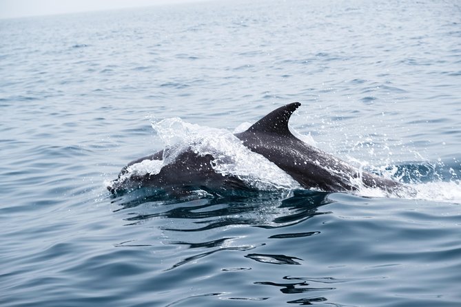Oman Dolphin Watching Tours - What responsible wildlife watching looks like on the water