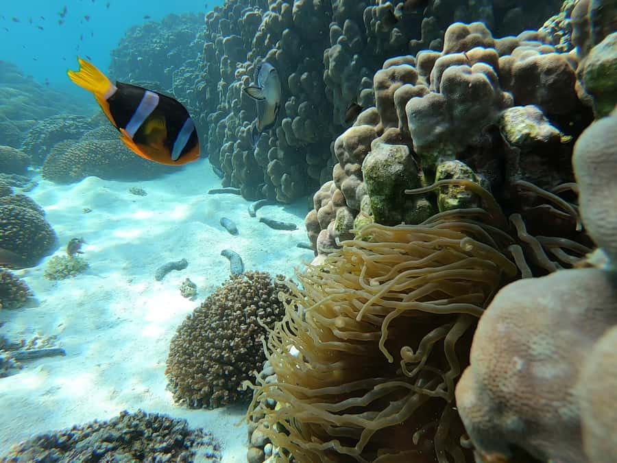 Oman: Snorkeling Trip at Daymaniyat Islands - Key things I’d note before you book