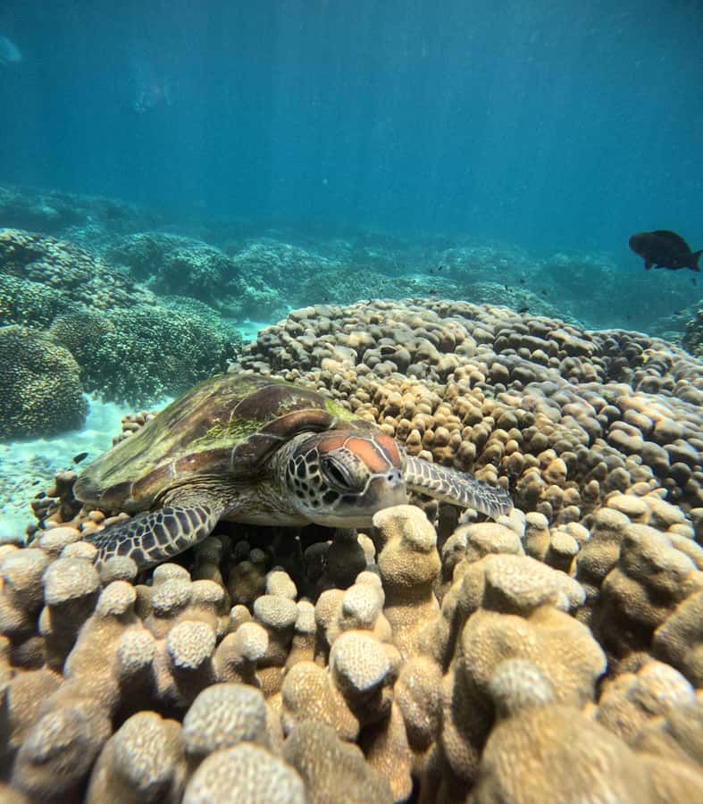 Oman: Snorkeling Trip at Daymaniyat Islands - Daymaniyat Islands: a protected reserve made for snorkeling